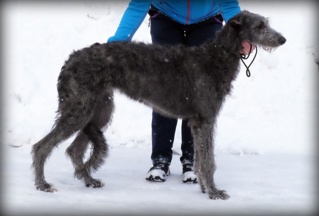 Greyfriar Adélaïde de Paris 6,5 months Sire: CH Antonius Vertragus Lancret Dam: N UCH NJV-15 Lilac Wind Jeanne d'Arc